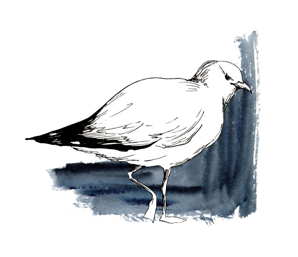 海鸥鸟动物素描图片下载