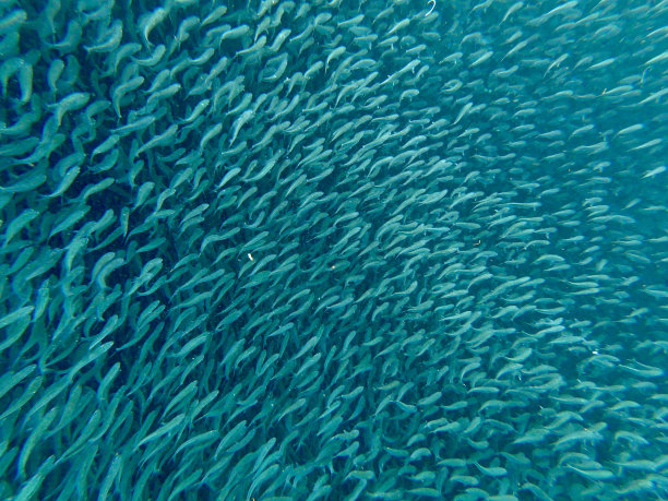 菲律宾宿务的绿松石沙丁鱼群图片下载