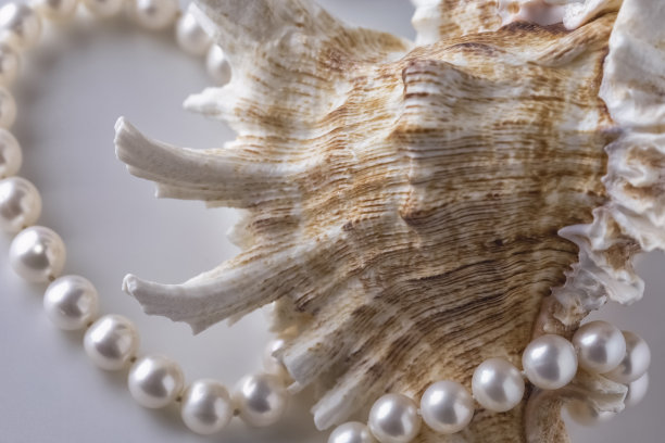 贝壳上的美丽珍珠图片下载