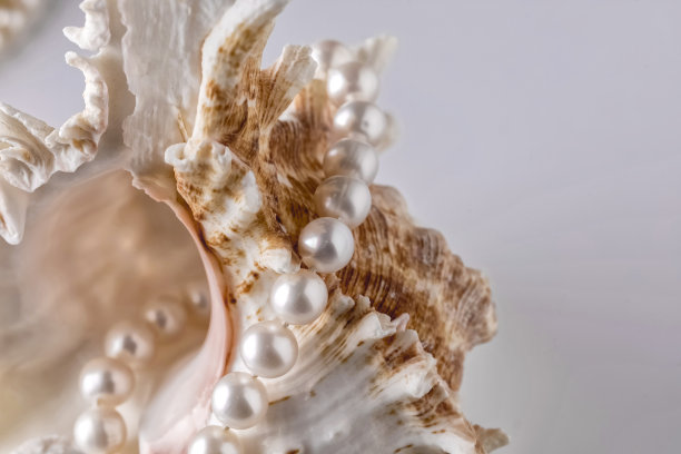 贝壳上的美丽珍珠图片下载