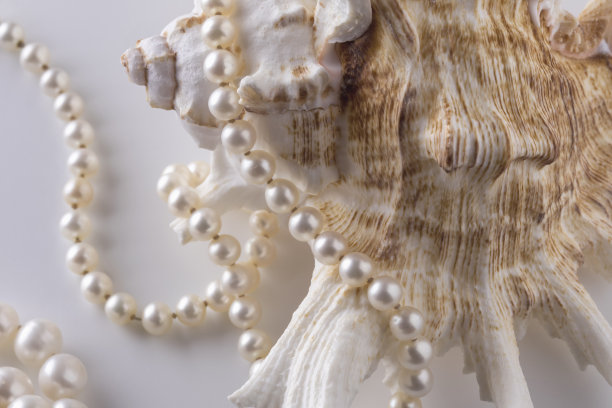 贝壳上的美丽珍珠图片下载