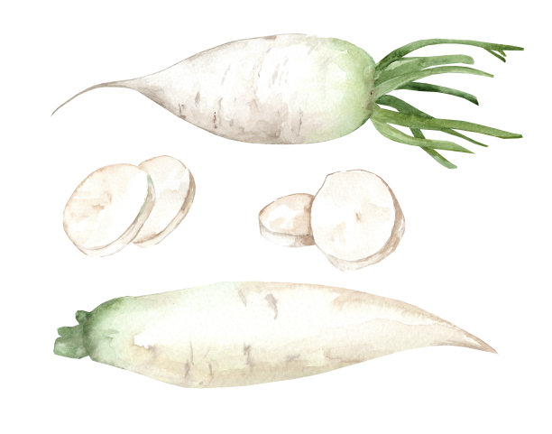白萝卜。水彩集图片下载