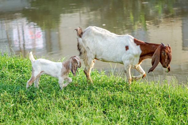 山羊妈妈带着山羊宝宝在河边的草地上散步图片下载