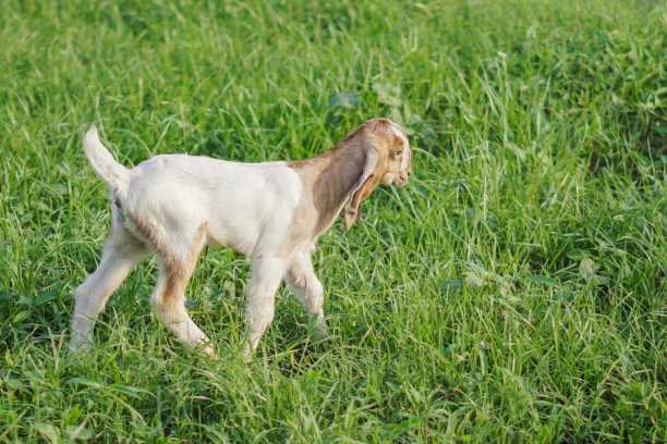 一只可爱的小山羊在草地上走着图片下载