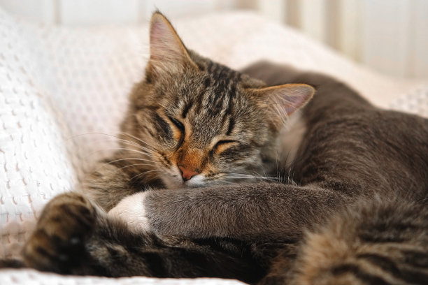 两只猫依偎在家里的白毯子上。可爱的家养条纹友好猫。两只昏昏欲睡的小猫舒服地洗澡。猫咪夫妇在一起休息。快乐的虎斑猫美丽的宠物在爱的拥抱图片下载