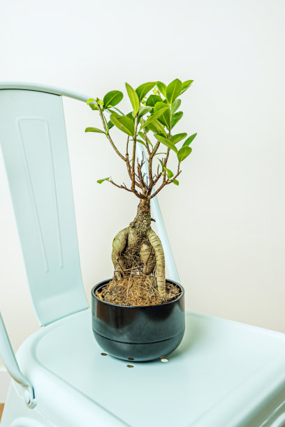 天蓝色的躺椅上有黑色花盆的盆景图片下载