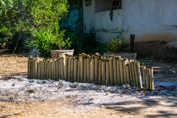 在泰国土地上，原始燃烧的椰林糯米在竹节中烤或椰林食物是泰国甜点。图片下载