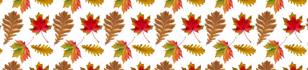 白色背景上的秋橡树和枫叶图案。图片下载