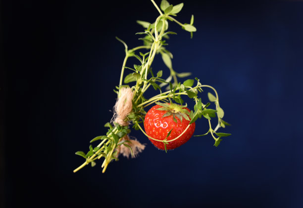 草莓与百里香枝在深蓝色的背景。图片下载