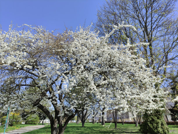 城市公园里盛开的苹果树图片下载