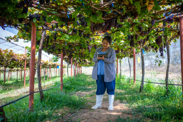 一位葡萄园的老妇主人正在用平板电脑检查葡萄园里的葡萄和水果的质量。图片下载