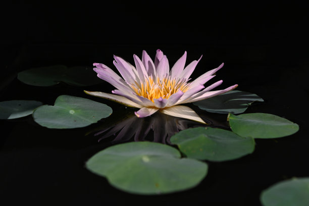 池塘里一朵美丽的荷花和一片绿叶的特写。一朵粉红色的荷花睡莲在水面上盛开图片下载