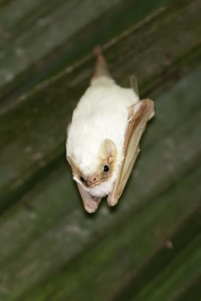 在哥斯达黎加的森林里休息的洪都拉斯白蝙蝠图片下载