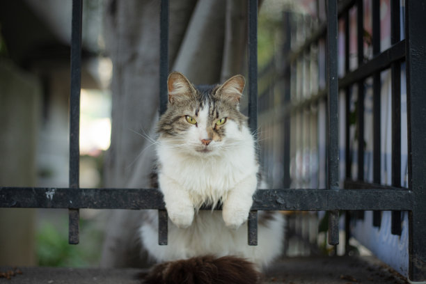多色的流浪猫坐在铁栏杆上。图片下载