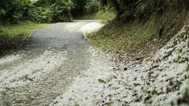 落下的童花像雪毯一样覆盖了大地图片下载