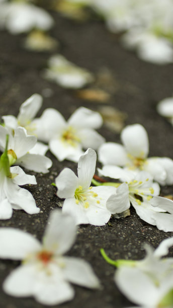 近距离拍摄落在地上的桐花图片下载