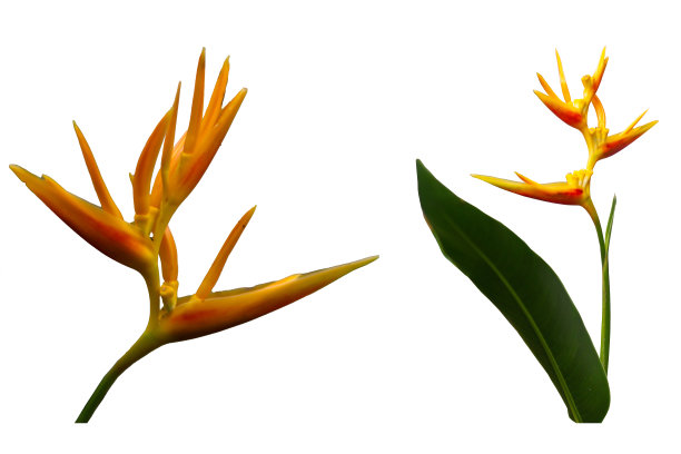 黄橙色的天堂鸟花(strerelitzia reginae)正在盛开图片下载