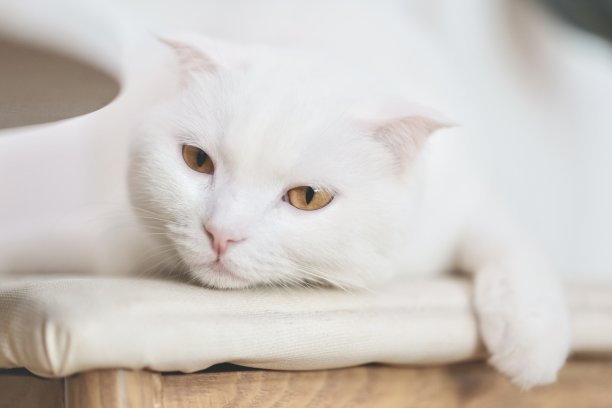 椅子上可爱的猫图片下载