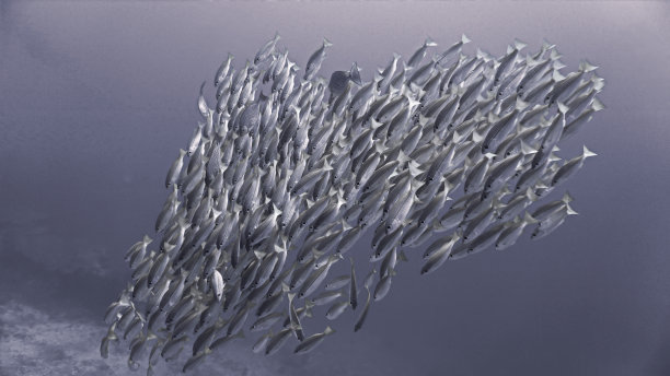 鱼群的艺术水下照片图片下载