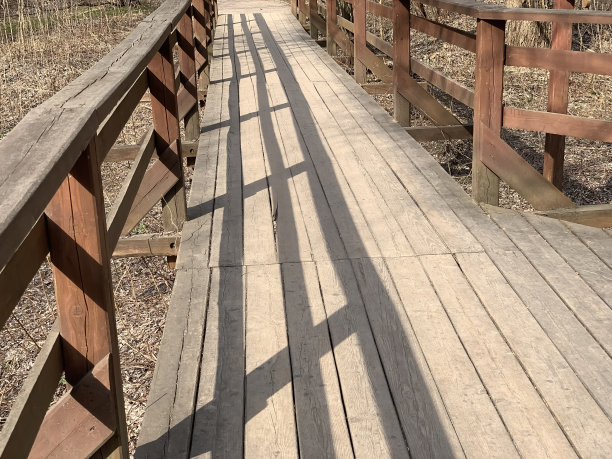 阳光明媚的春林里的木制生态小径图片下载