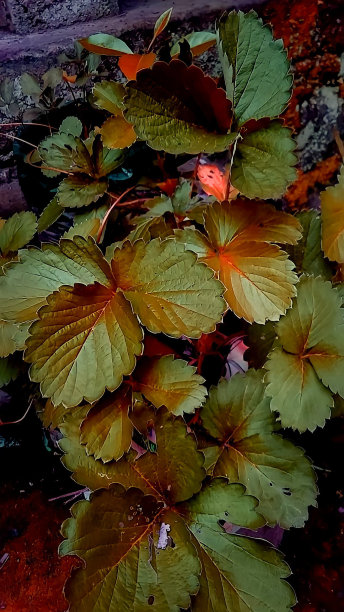 小绿叶子在一根树枝上图片下载