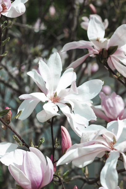 春天，美丽的粉红色木兰花在树上盛开的特写照片。背景与copyspace。图片下载