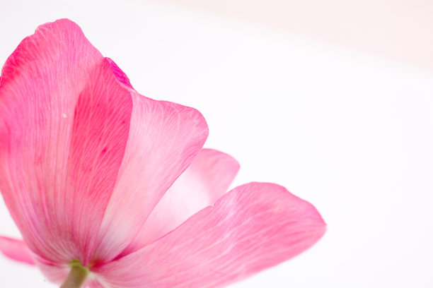 粉色罂粟银莲花图片下载