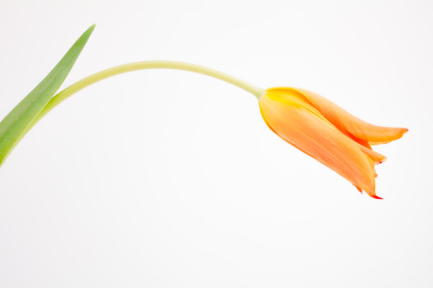 面朝下的橙色郁金香图片下载