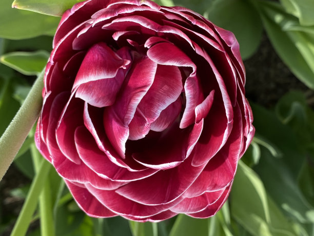 一朵美丽的红色花朵的俯视图图片下载