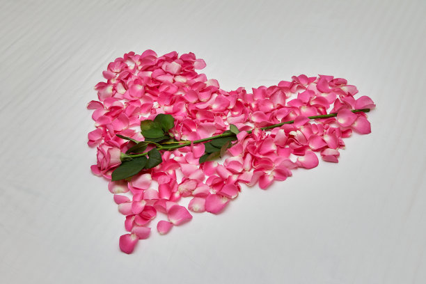 心形建在白色的花瓣床上，中间是一朵玫瑰。图片下载