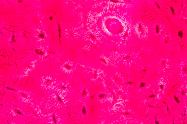 显微镜下的组织学骨、弹性软骨及胎儿关节。图片下载