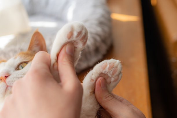 猫和人的手图片下载