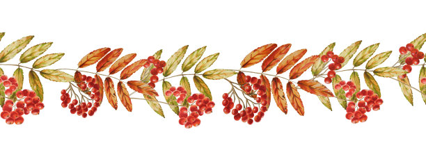 秋季水彩隔离无缝边界玫瑰色白色背景。季节性的秋季元素。感恩节，万圣节的设计师插图，婚礼，剪贴簿图片下载