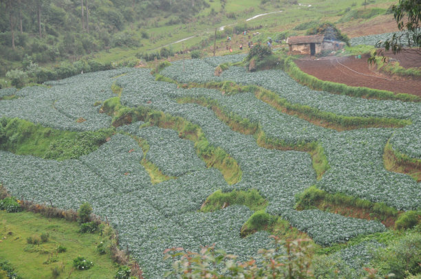 农村地区的耕地图片下载