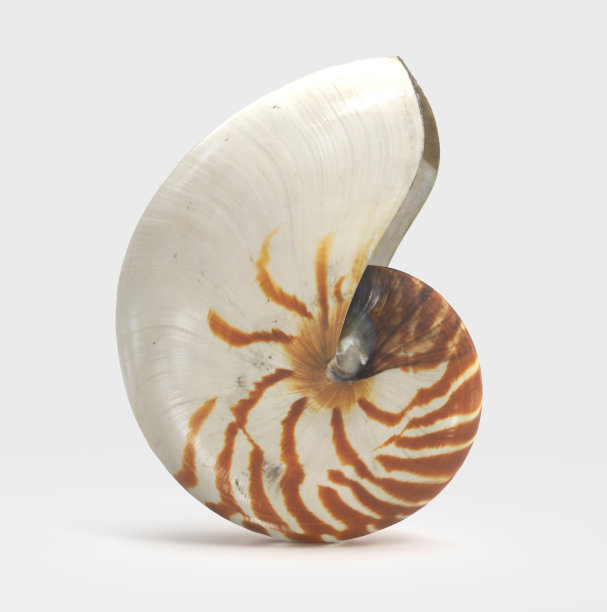 孤立的鹦鹉螺或珍珠鹦鹉螺。图片下载