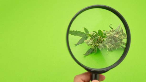 手里拿着放大镜，看着绿色背景上的大麻花蕾。图片下载