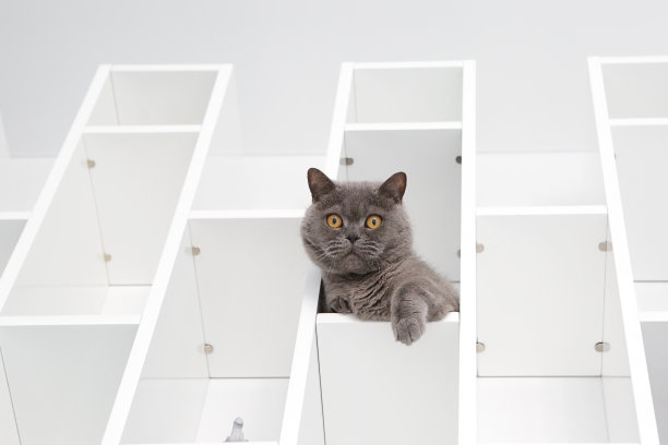 一只灰色的英国猫躺在公寓的架子上，好奇地俯视着库存照片图片下载