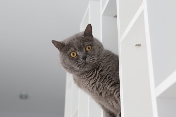 一只灰色的英国猫坐在公寓的架子上，好奇地俯视着库存照片图片下载