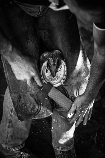 农民用手给马钉蹄铁的特写，灰度图片下载