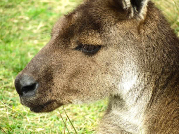 袋鼠图片下载
