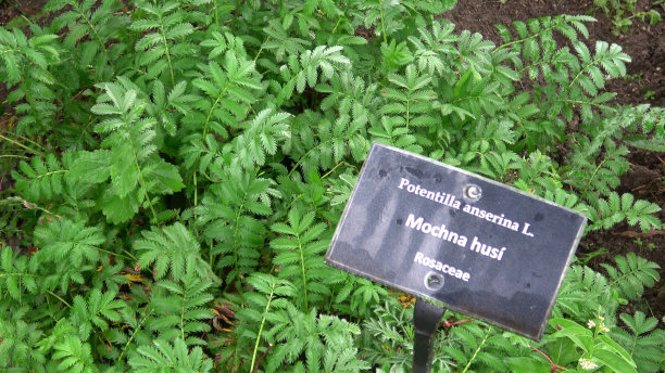 草本植物银草，命名为蕨草或蕨草图片下载