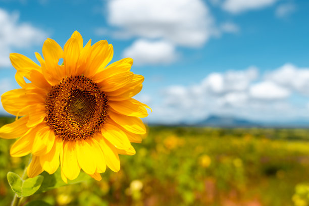 坦桑尼亚伊林加附近向日葵田的全景图片下载