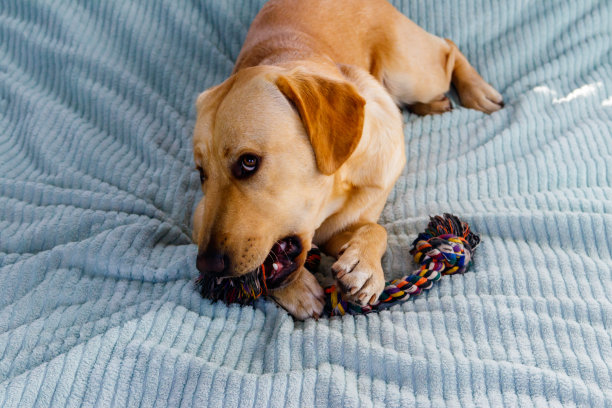 拉布拉多猎犬在玩彩色的绳子玩具图片下载