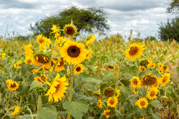 坦桑尼亚伊林加附近向日葵田的全景图片下载