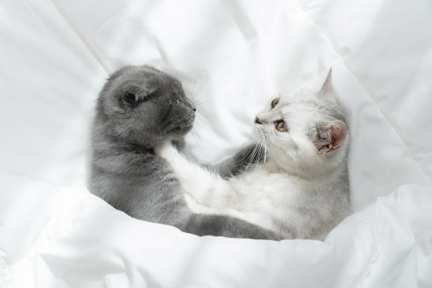 小苏格兰猫躺在白色的床上放松和舒适的幸福在家里。图片下载