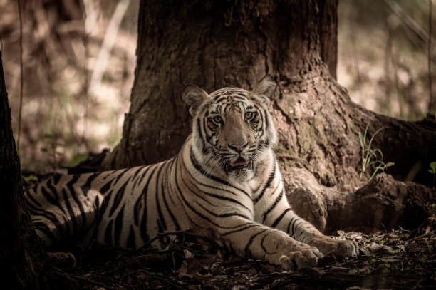 印度野生孟加拉雄性虎或豹的艺术肖像，在早晨丛林狩猎或开车在班德哈加尔国家公园或中央邦印度亚洲老虎保护区图片下载