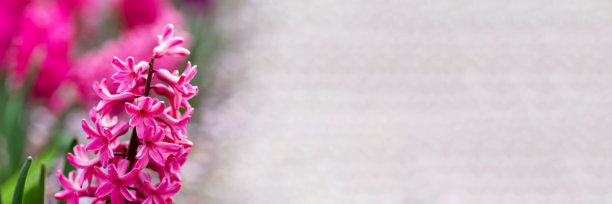 美丽的明信片横幅与粉红色的风信子图片下载