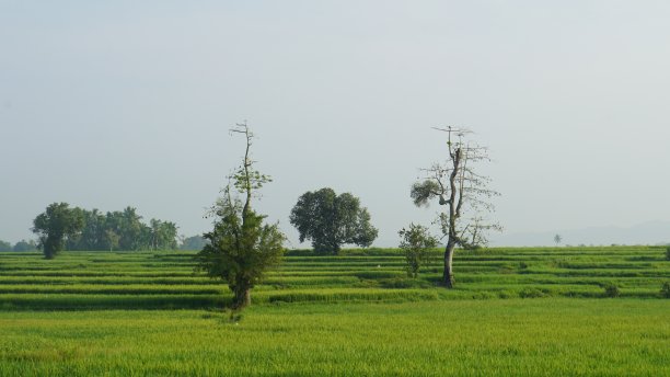 稻田上的树图片下载