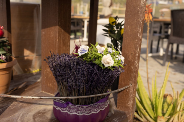 薰衣草。图片下载