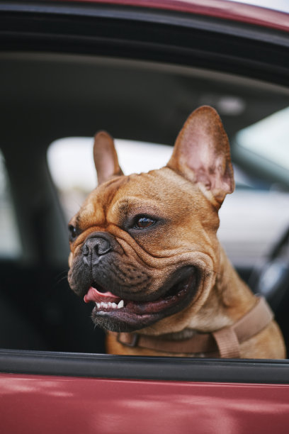 一只可爱的年轻斗牛犬看着车窗外的城市街道。可爱的棕色狗望着车外图片下载